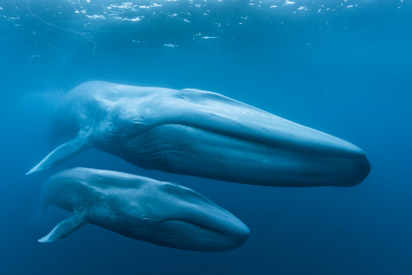 Blue-Whales-Member-Preview-