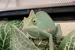 A green chameleon sits on plant leaves