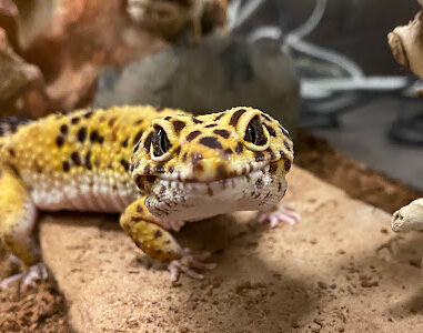 Leopard Gecko