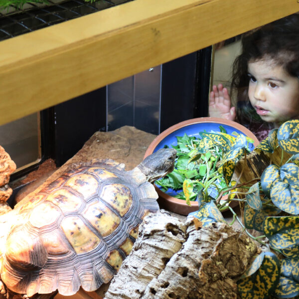A child observes a turtle in the Animal Discovery Zone.