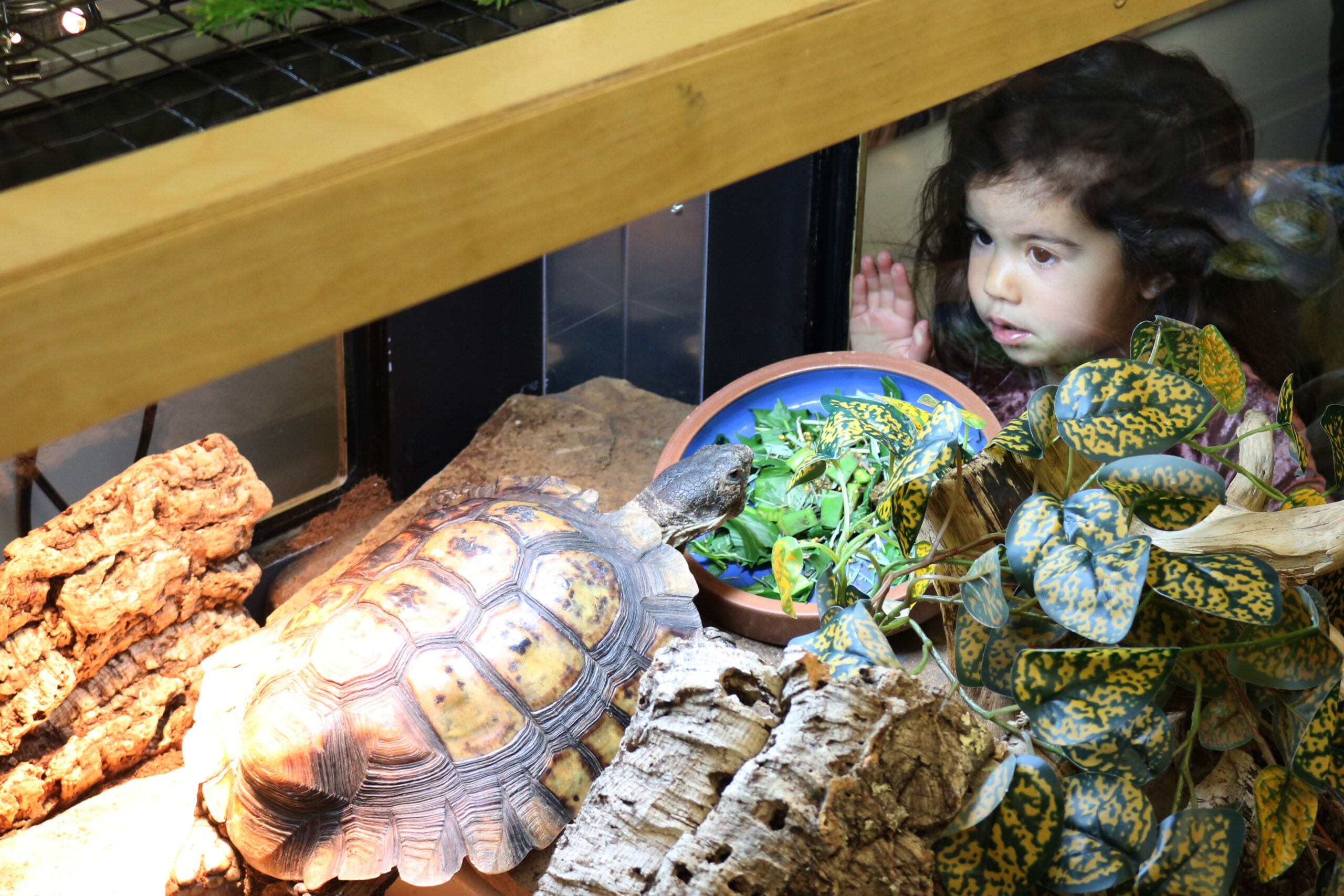 A child observes a turtle in the Animal Discovery Zone.