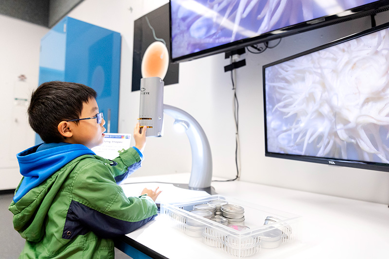 A boy using a microscope in the Hands-on Biotech exhibit