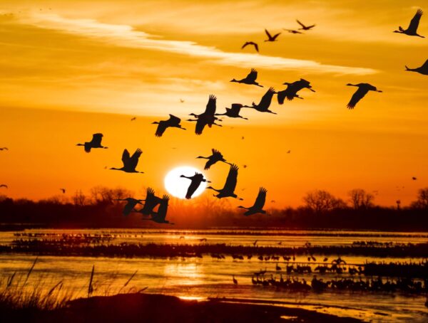 Cranes flying over Platte River in Nebraska Sandhill during a sunset.