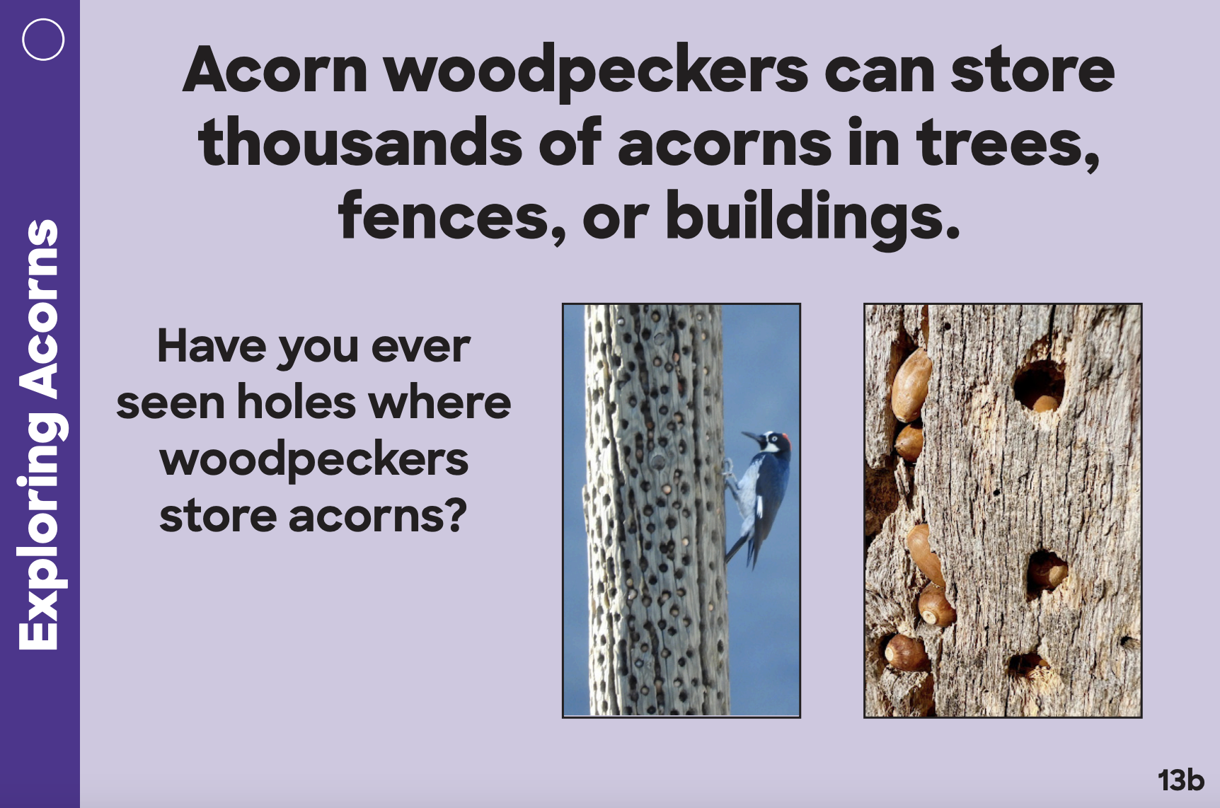 Exploring Acorns Card: Acorn woodpeckers can store thousands of acorns in trees, fences, or buildings. Have you ever seen holes where woodpeckers store acorns?