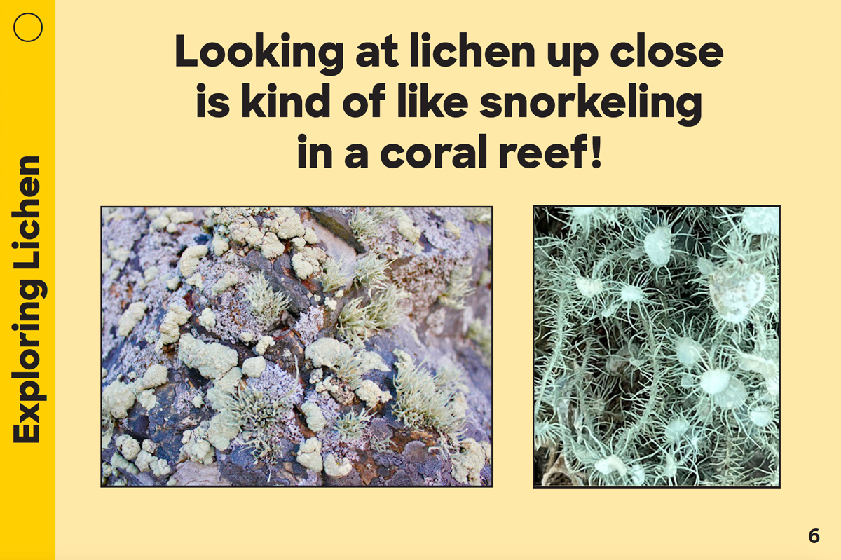 Exploring Lichen Card: Looking at lichen up close is kind of like snorkeling in a coral reef!