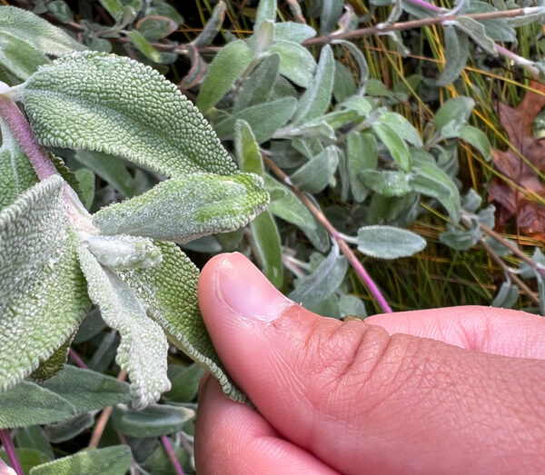 A thumb and index finger hold a green leaf on a plant.