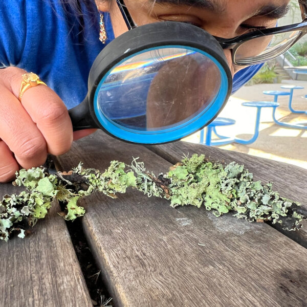 An adult is using a magnifier to examine lichen