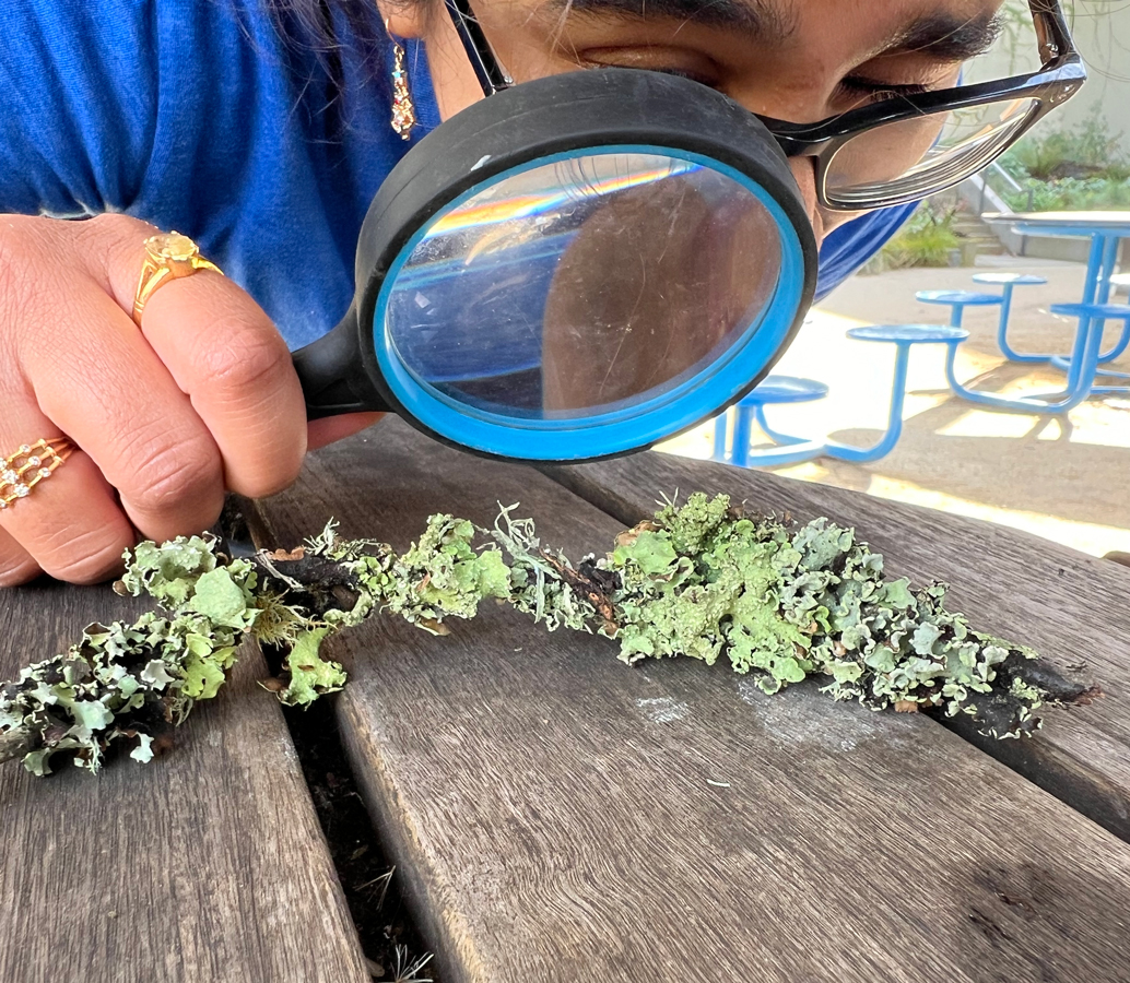 An adult is using a magnifier to examine lichen