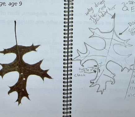 An example of nature journaling student work of a leaf
