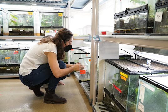 Aurora Alvarez-Buylla, a researcher at Stanford, crouches by a terrarium.