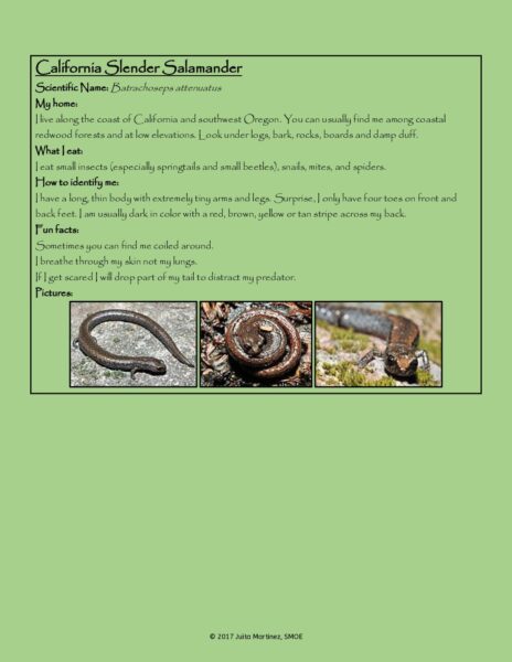 Jones Gulch Common Amphibian Guide preview
