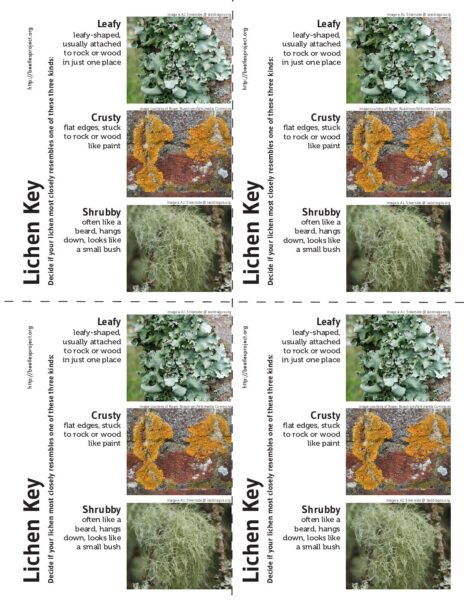 Lichen Key preview