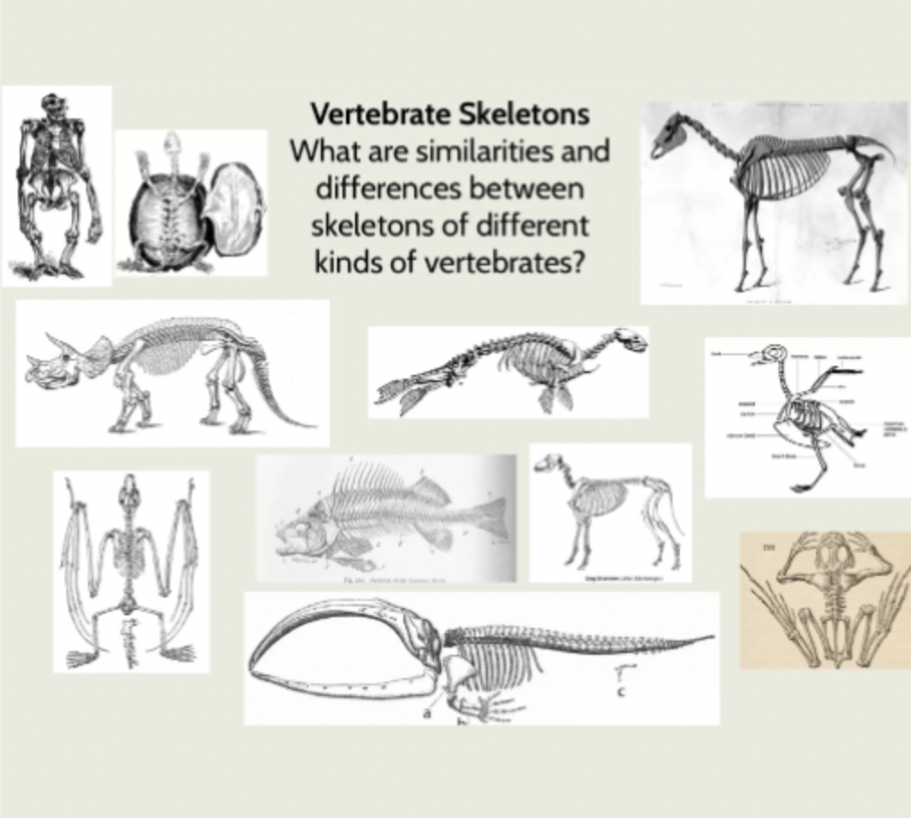An example slide from the Adaptation & Evolution session, showing drawings of skeletons of different vertebrates and a prompt for discussion.