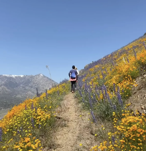 A person hikes in a trail, with wildflowers on either side of them.