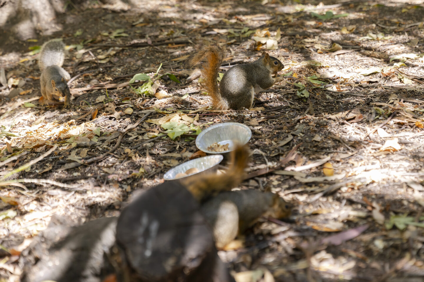 Squirrel food preference test