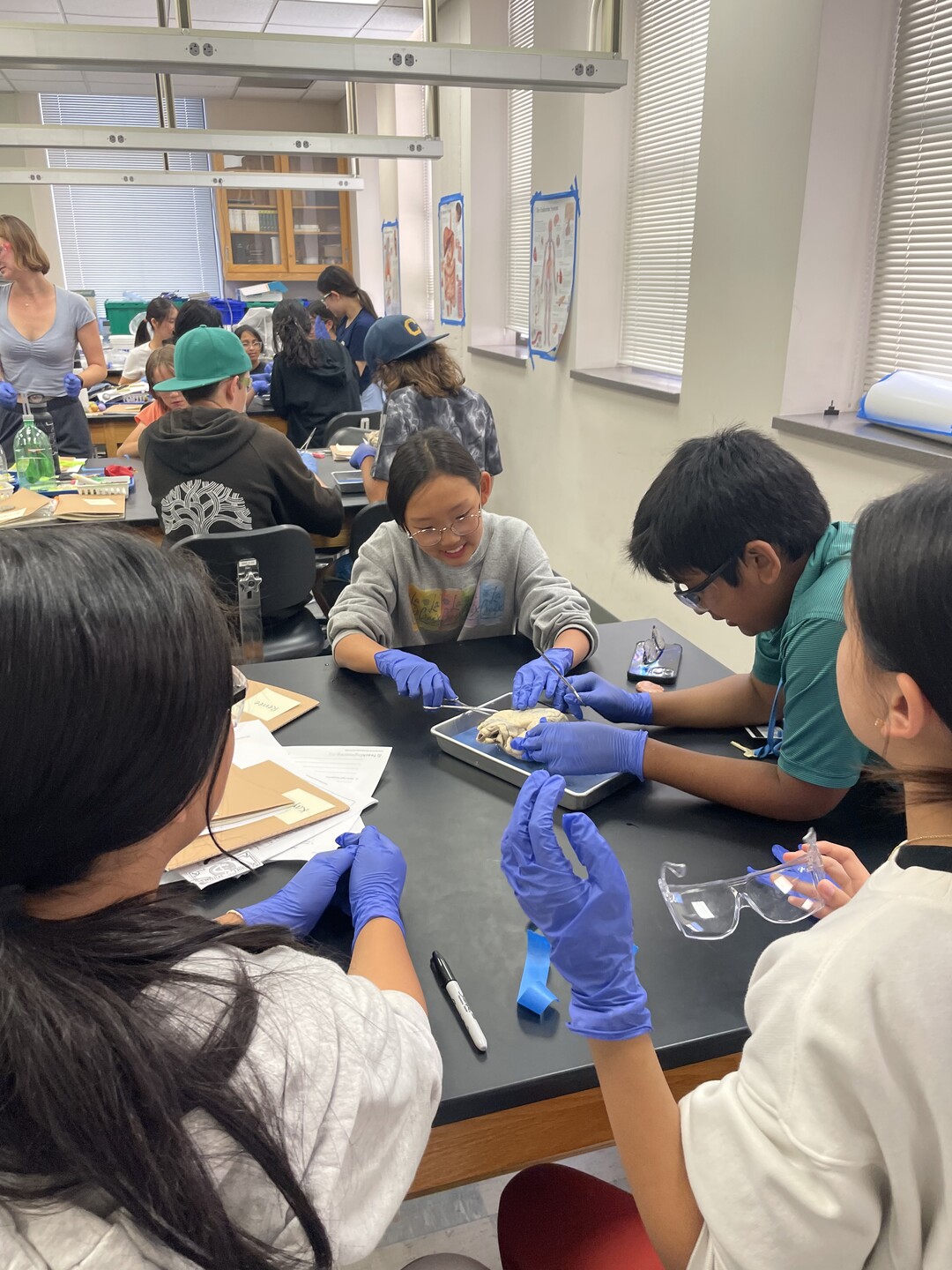 sheep heart dissection