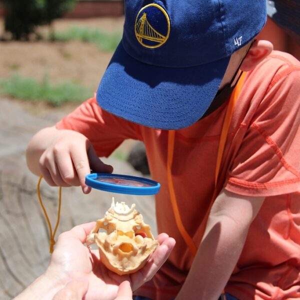 Boy with blue baseball hat observing a fossil with magnifying glass.