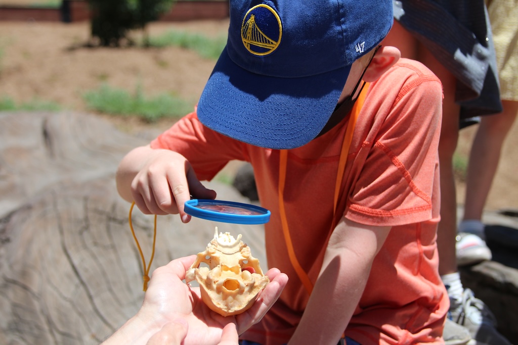 Boy with blue baseball hat observing a fossil with magnifying glass.