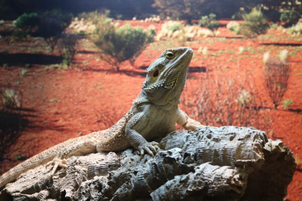 Melbourne the Bearded Dragon