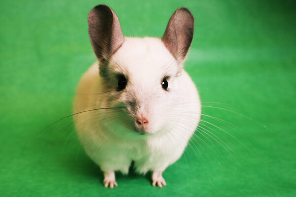 Paco the chinchilla