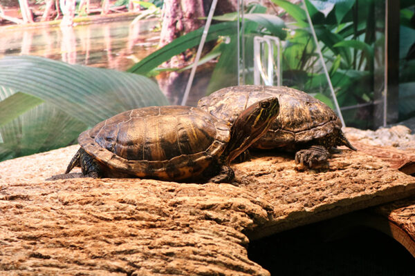 Two pond turtles basking in the Animal Discovery Zone