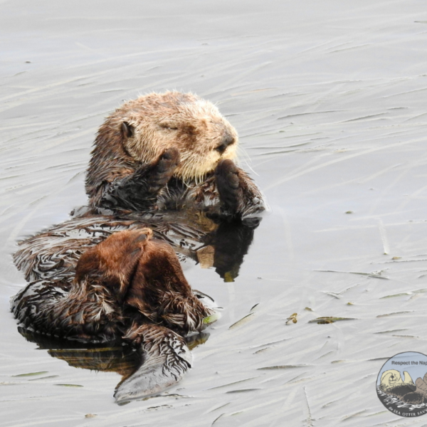 Photo of a southern sea otter resting in eelgrass.