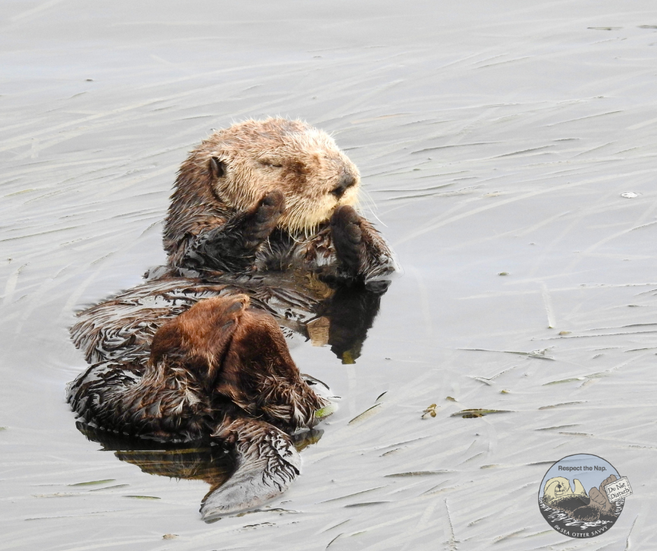 Photo of a southern sea otter resting in eelgrass.